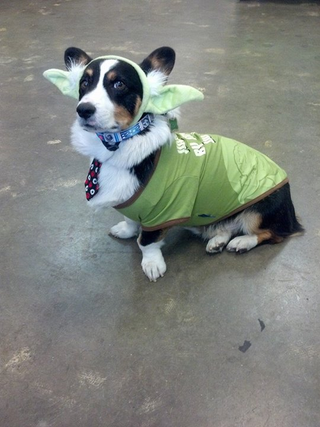Illustration for article titled Had A Rough Day? Here's A Cosplaying Corgi